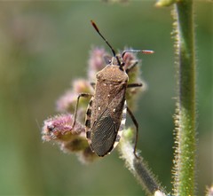 Catorhintha apicalis