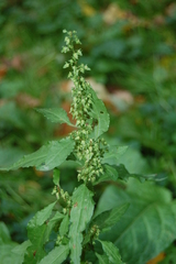 Rumex obtusifolius
