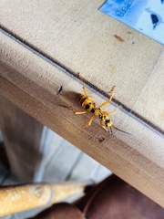 Sphictostethus gravesii