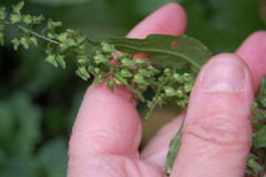 Rumex obtusifolius