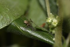 Latrodectus geometricus