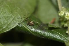 Latrodectus geometricus
