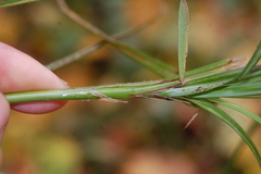 Carex hirta