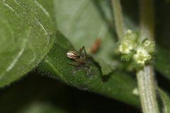 Latrodectus geometricus