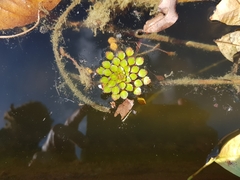 Ludwigia sedoides