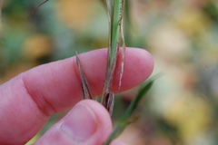 Carex hirta