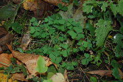 Oxalis stricta