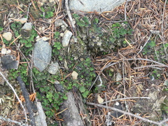 Peltigeraceae