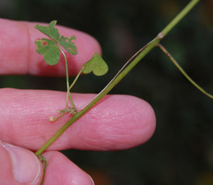 Oxalis stricta