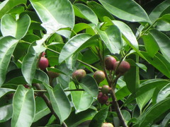 Dysoxylum arborescens