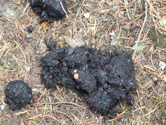 Ursus