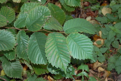 Ulmus glabra