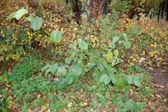 Ulmus glabra