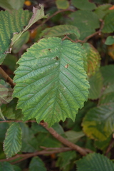 Ulmus glabra