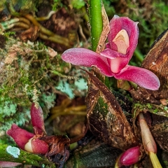 Image of Maxillaria dressleriana