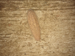 Phyllocaulis soleiformis