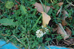 Trifolium repens