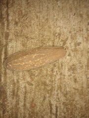 Phyllocaulis soleiformis