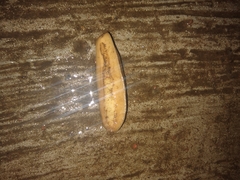 Phyllocaulis soleiformis