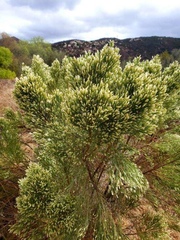 Baccharis sarothroides