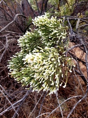 Baccharis sarothroides