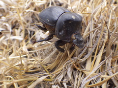 Dichotomius carolinus