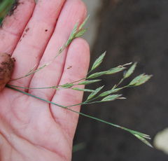 Lolium arundinaceum