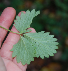 Potentilla norvegica
