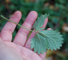 Potentilla norvegica