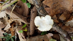 Neofavolus americanus