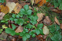 Potentilla norvegica