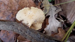 Neofavolus americanus