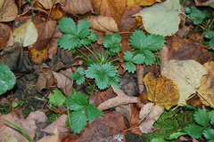 Potentilla norvegica