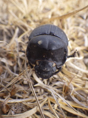 Dichotomius carolinus