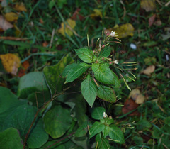 Impatiens parviflora