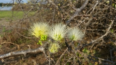 Albizia anthelmintica