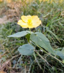 Abutilon hypoleucum