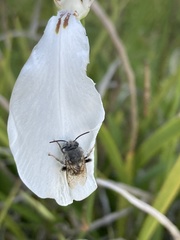Anthophora marginata