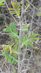 Vachellia stuhlmannii
