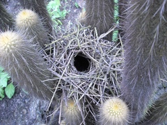 Pseudasthenes cactorum