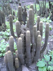 Pseudasthenes cactorum