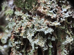 Cladonia