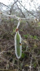 Vachellia stuhlmannii