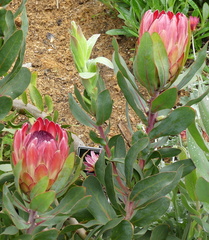 Protea × hybrida