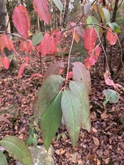 Viburnum cassinoides