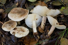 Calocybe pilosella