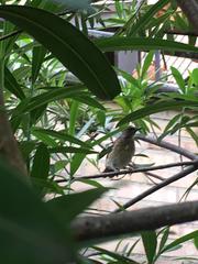Turdus ignobilis