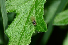 Poecilohetaerus aquilus