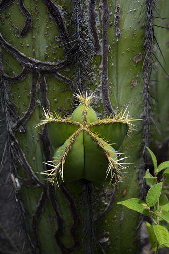 Isolatocereus dumortieri