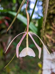 Epidendrum hellerianum image